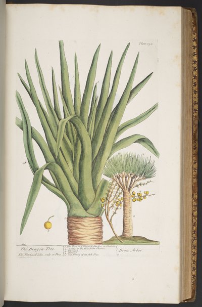 Plate 358, from 