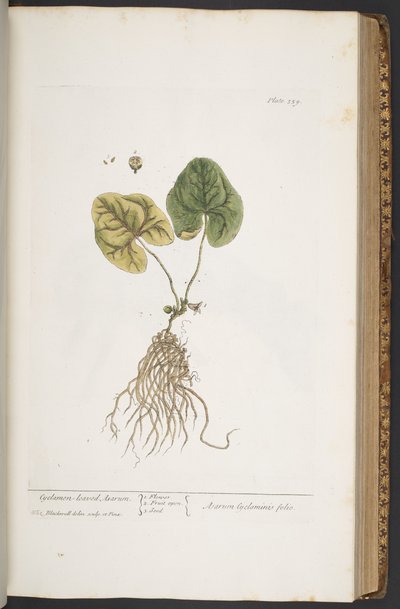 Plate 359, from 