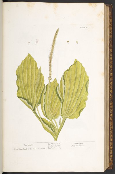 Plate 35, Plantain, from 