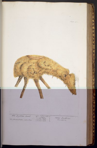 Plate 360, from 