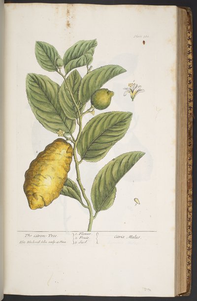 Plate 361, from 