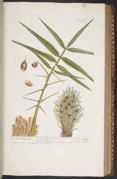 Plate 363, from 