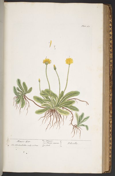 Plate 365, from 