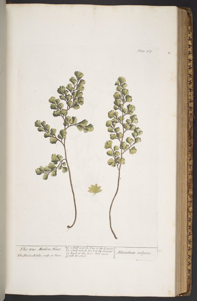 Plate 367, from 