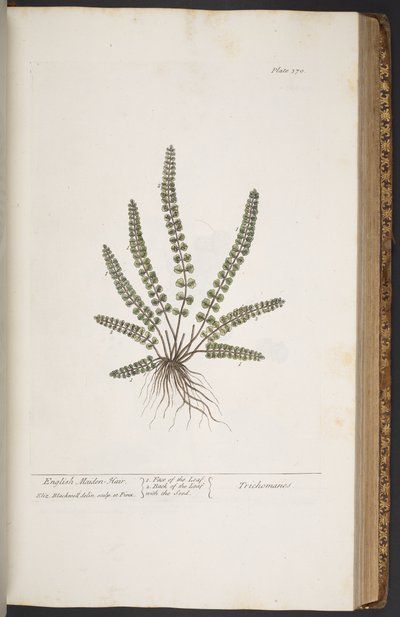 Plate 370, from 