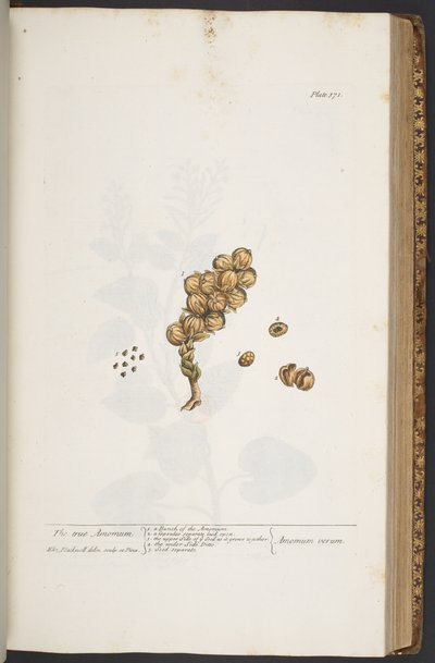 Plate 371, from 