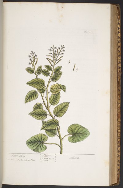 Plate 372, from 