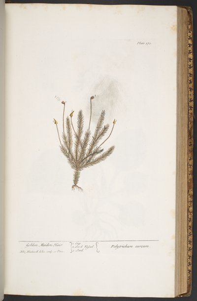 Plate 375, from 