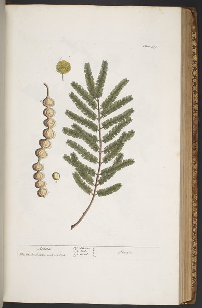 Plate 377, from 