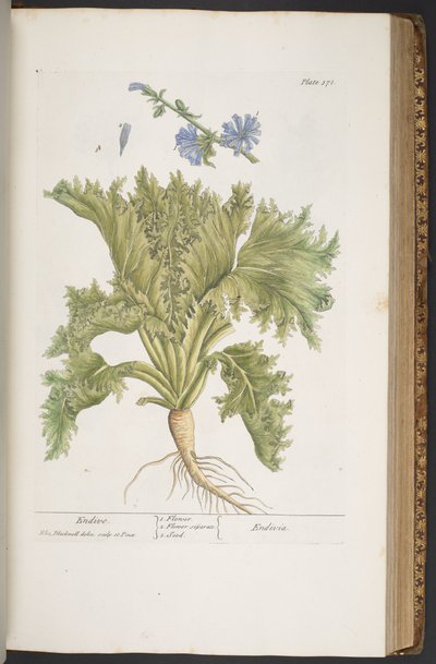 Plate 378, from 