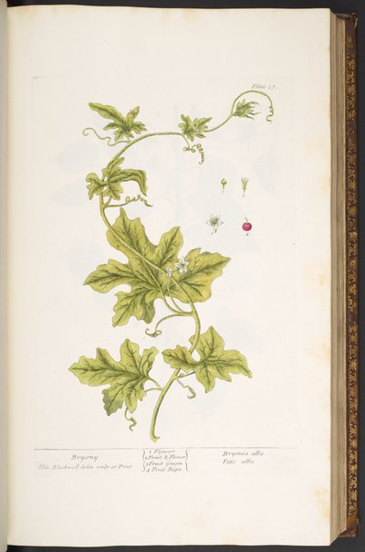 Plate 37, Bryony, from 