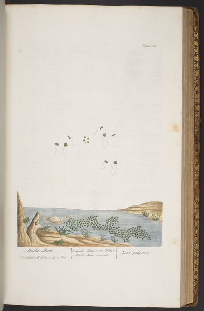 Plate 380, from 