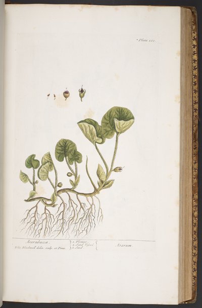 Plate 383, from 