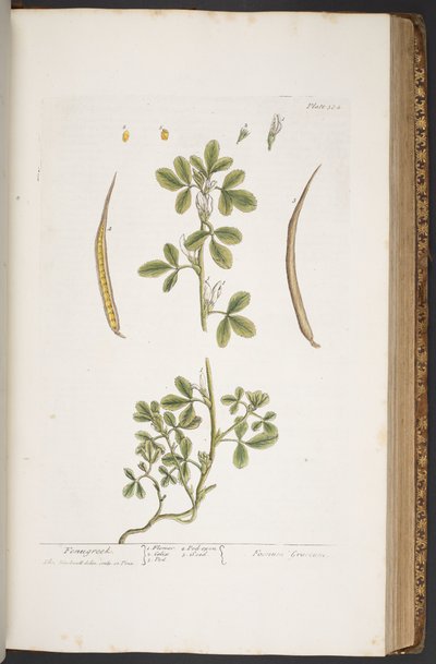 Plate 384, from 