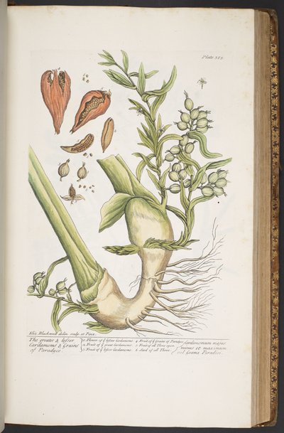 Plate 385, from 