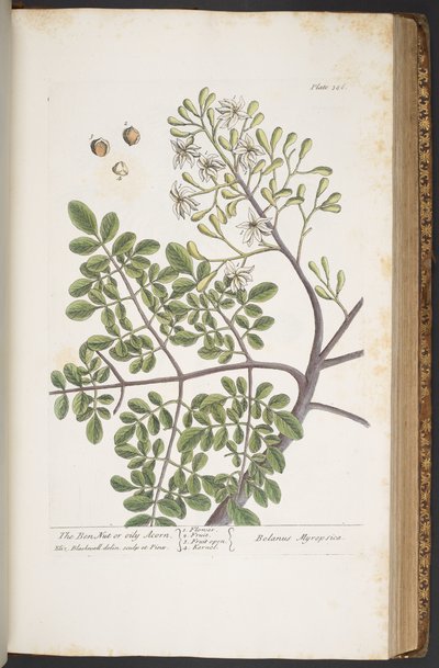 Plate 386, from 