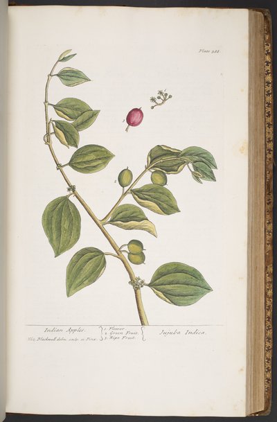 Plate 388, from 