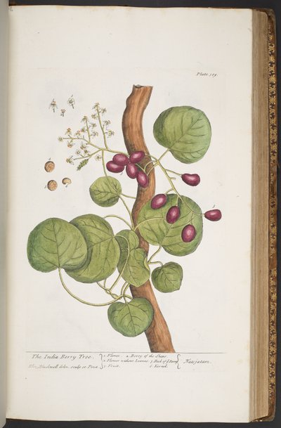 Plate 389, from 