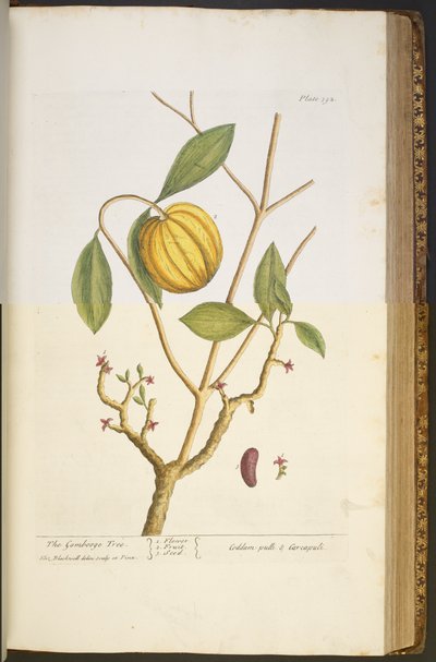Plate 392, from 