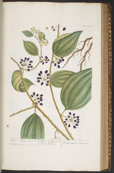 Plate 393, from 