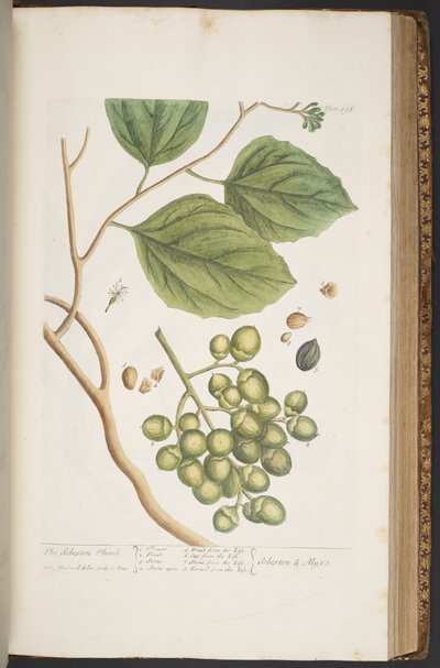 Plate 398, from 