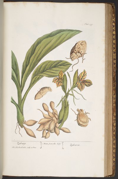 Plate 399, from 
