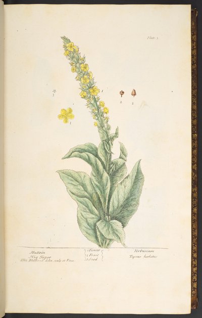 Plate 3, Mullein, from 