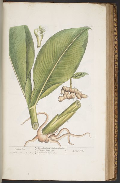 Plate 402, from 