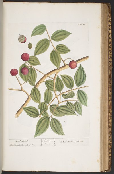 Plate 403, from 