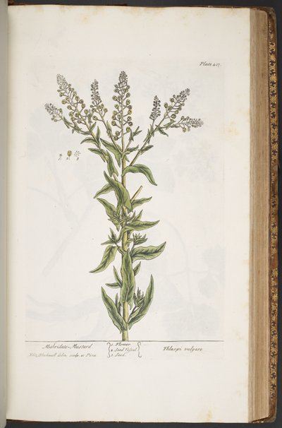 Plate 407, from A Curious Herbal by Elizabeth Blackwell