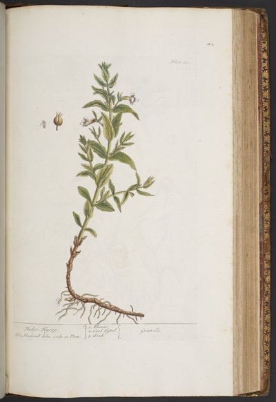 Plate 411, from A Curious Herbal by Elizabeth Blackwell