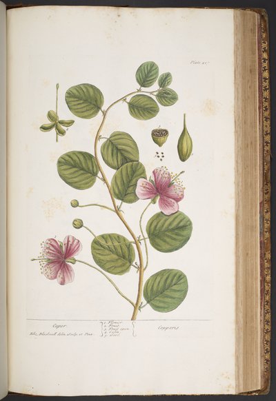 Plate 417, from 