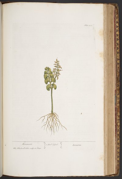 Plate 420, from 