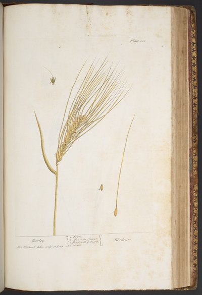 Plate 423, from 