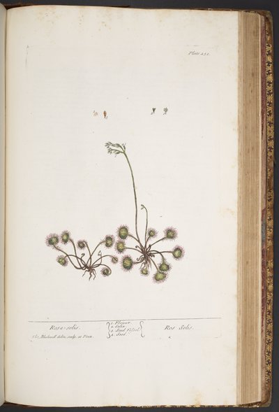 Plate 432, from 