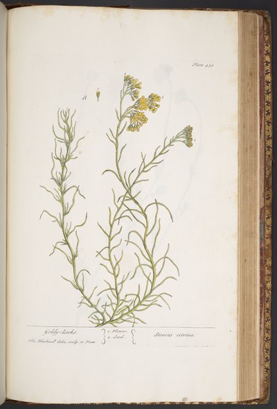 Plate 438, from 