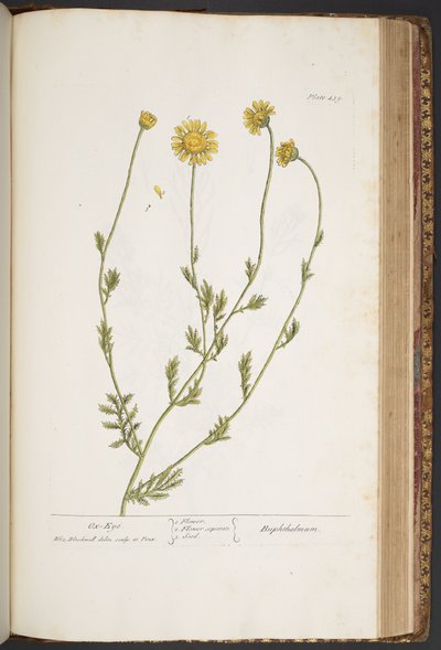 Plate 439, from 
