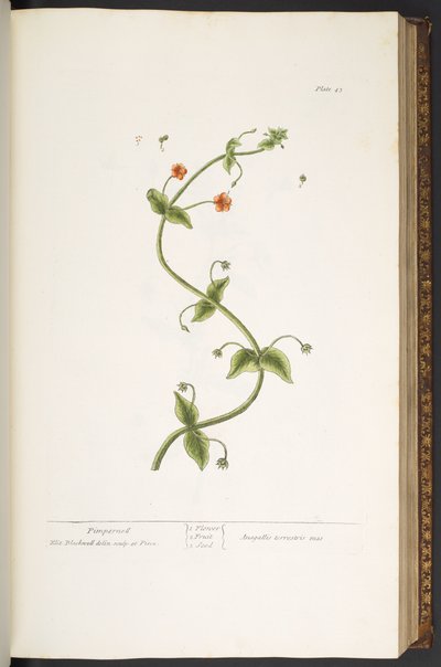 Plate 43, Pimpernell, from 