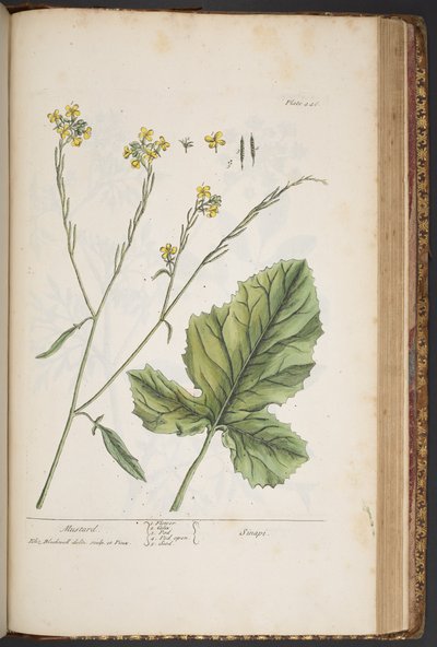 Plate 446, from 