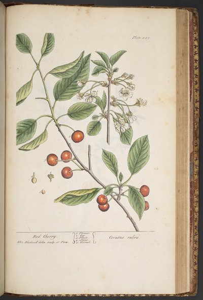 Plate 449, from 