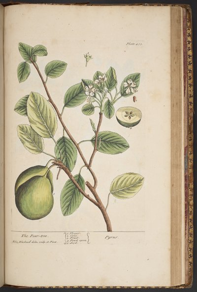 Plate 453, from 