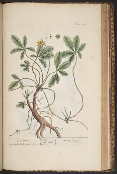 Plate 454, Cinquefoil, from A Curious Herbal by Elizabeth Blackwell