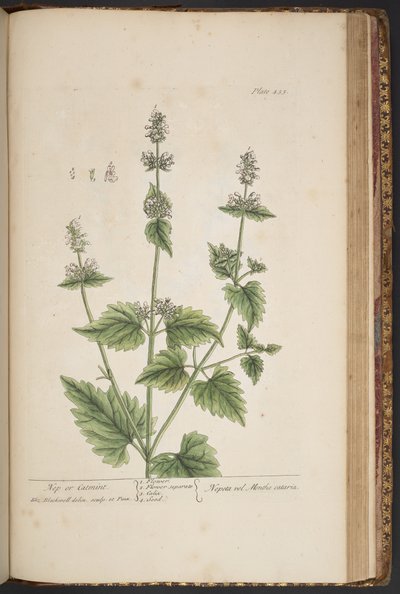 Plate 455, from A Curious Herbal by Elizabeth Blackwell