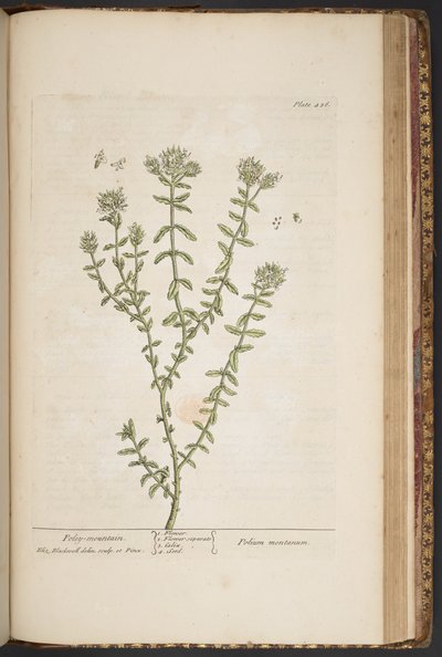 Plate 456, from 