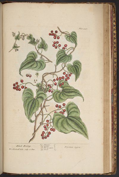 Plate 457, from 