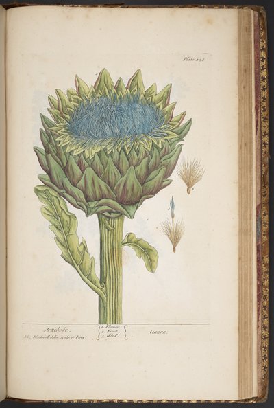 Plate 458, Artichoke, from A Curious Herbal by Elizabeth Blackwell