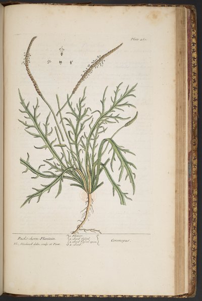 Plate 460, from A Curious Herbal by Elizabeth Blackwell