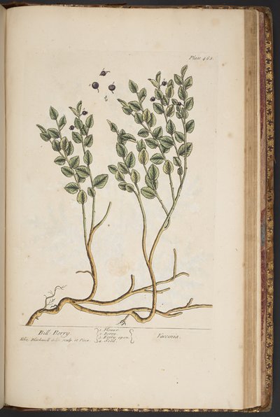 Plate 463, from 