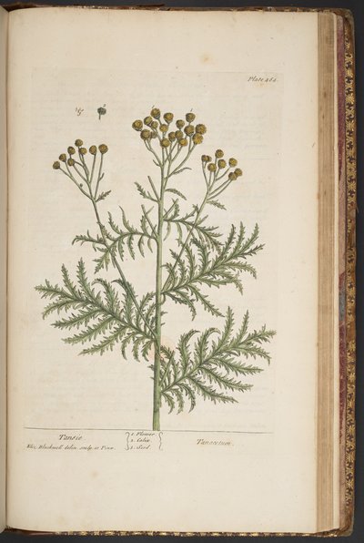 Plate 464, from A Curious Herbal by Elizabeth Blackwell