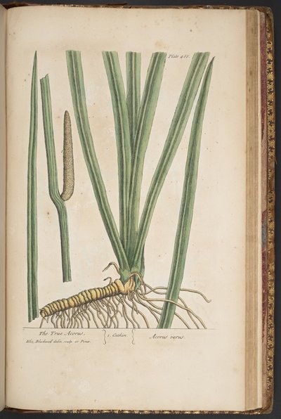 Plate 466, from A Curious Herbal by Elizabeth Blackwell
